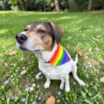Tęczowa bandana dla psa