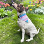 bandana dla psa transgender